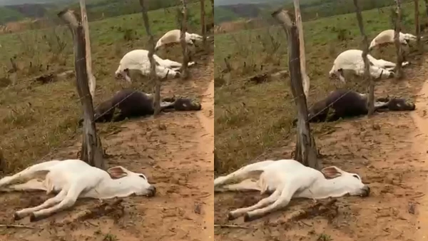 Raio atinge fazenda na Bahia e mata oito bovinos da raça Nelore