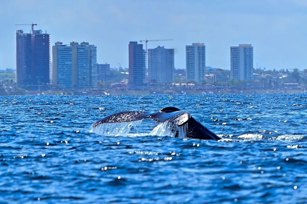 Salvador abre temporada de observação de baleias-jubarte após avistar 28 animais em um dia