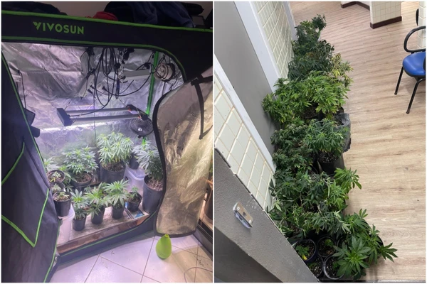 Polícia localiza estufas de cultivo de maconha em apartamento no Rio Vermelho e prende suspeito